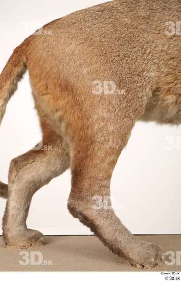Leg Cat Animal photo references
