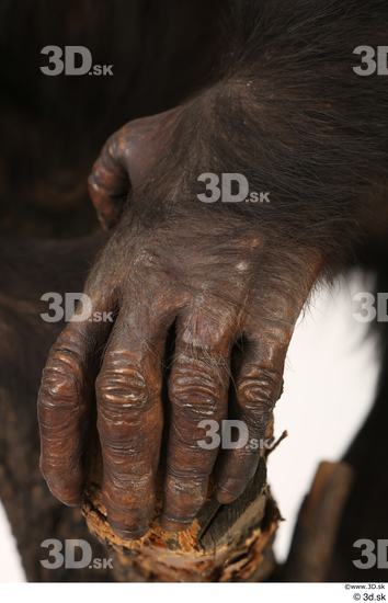 Hand Ape Animal photo references