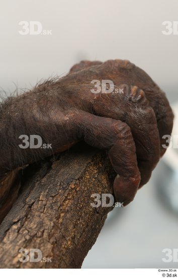 Hand Ape Animal photo references