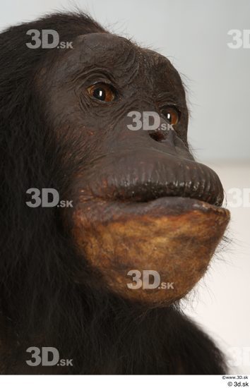 Eye Face Mouth Nose Head Ape Animal photo references