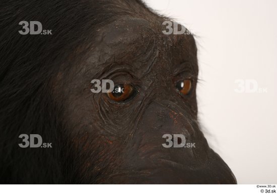 Eye Ape Animal photo references