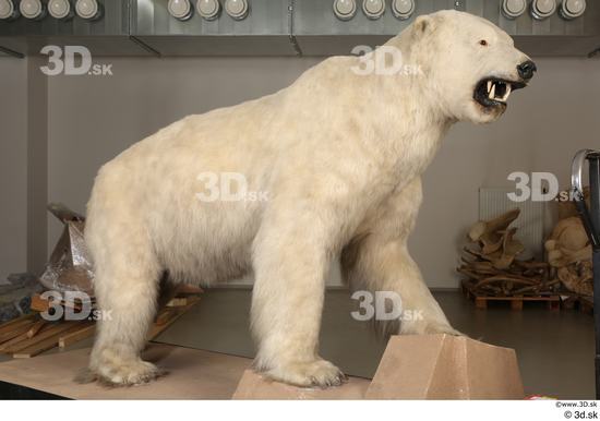 Whole Body Bear Animal photo references