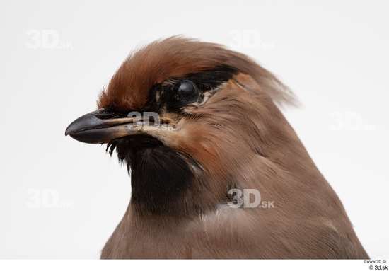 Head Bird Animal photo references