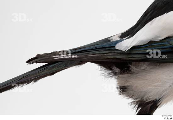 Tail Bird Animal photo references