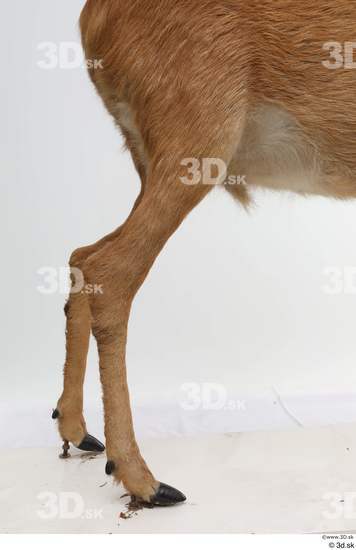 Leg Deer Animal photo references