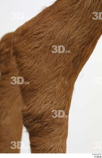 Leg Deer Animal photo references