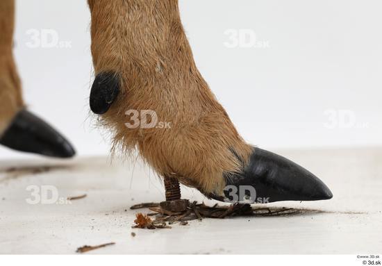 Foot Deer Animal photo references