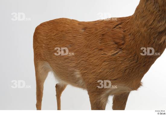 Chest Back Deer Animal photo references