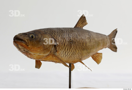 Whole Body Fish Animal photo references