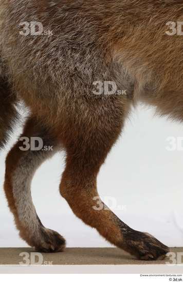 Leg Fox Animal photo references