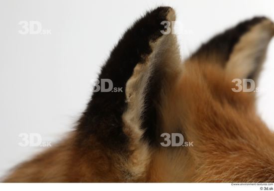 Ear Fox Animal photo references