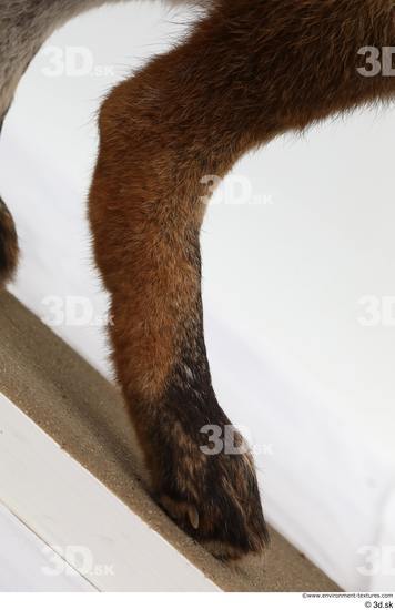 Leg Fox Animal photo references