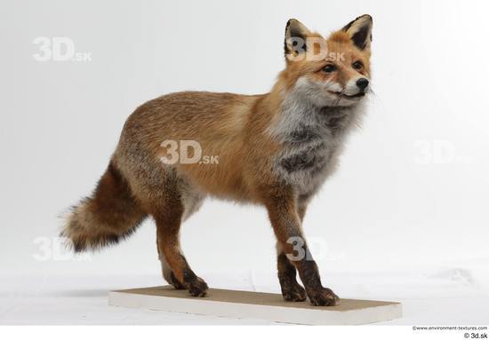 Whole Body Fox Animal photo references