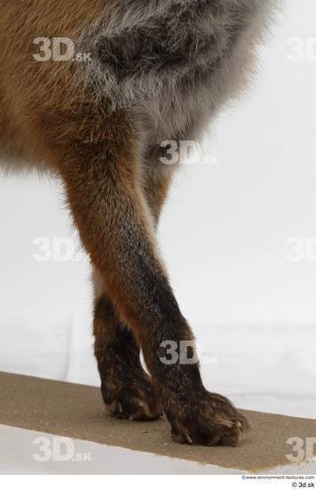 Leg Fox Animal photo references