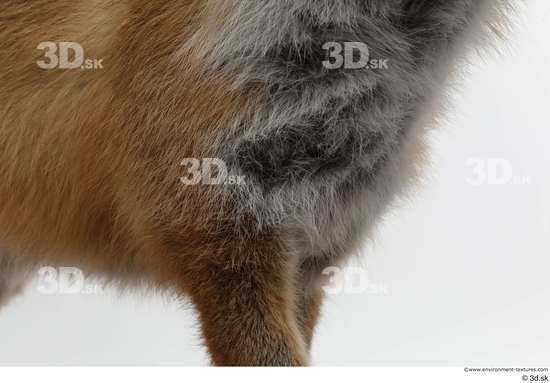 Chest Fox Animal photo references