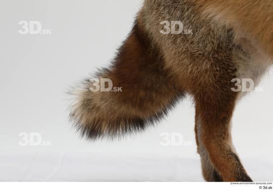 Leg Tail Fox Animal photo references