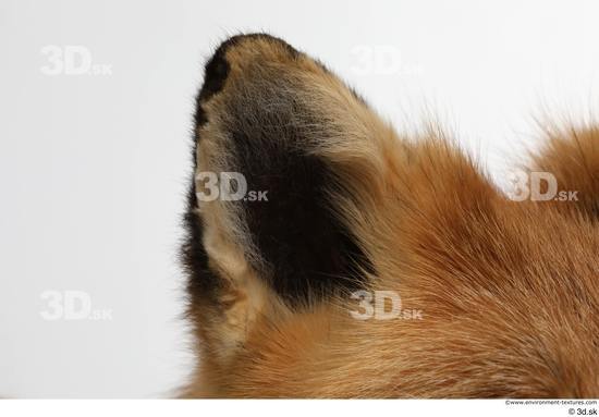 Ear Fox Animal photo references