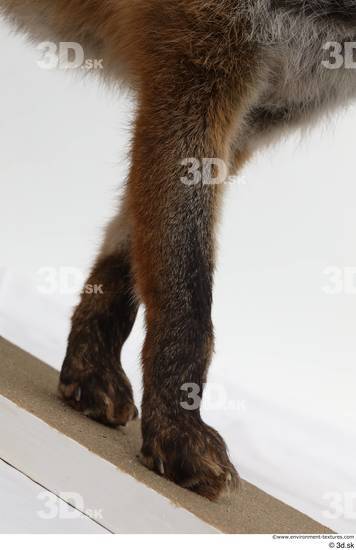 Leg Fox Animal photo references