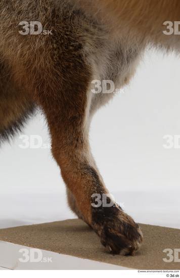 Leg Fox Animal photo references