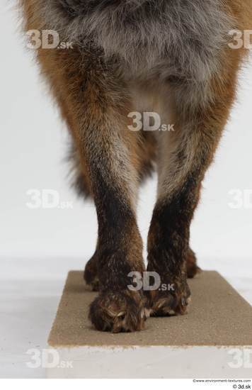 Leg Fox Animal photo references