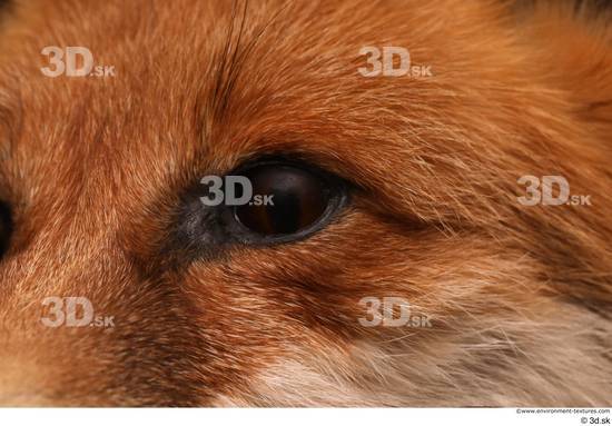 Eye Fox Animal photo references