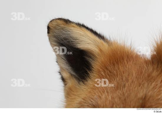 Ear Fox Animal photo references