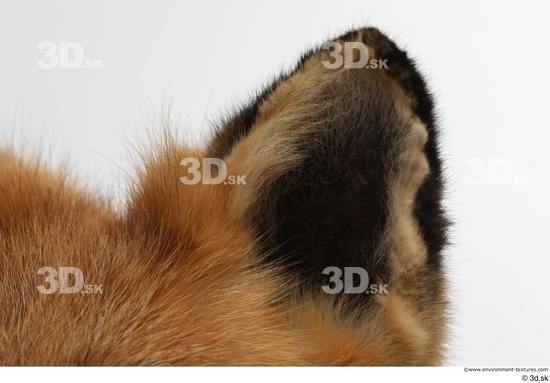 Ear Fox Animal photo references