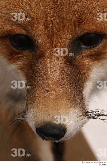 Nose Fox Animal photo references