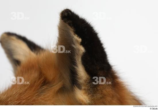 Ear Fox Animal photo references