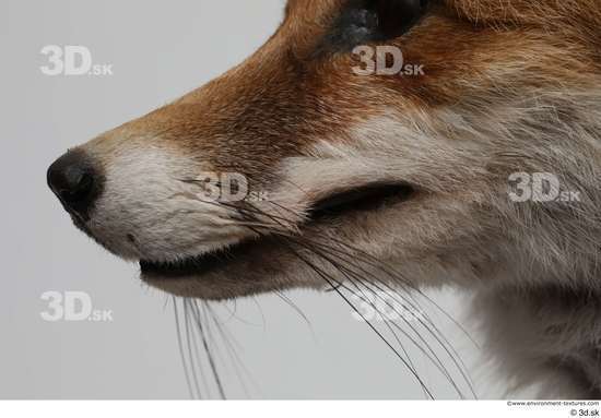 Mouth Nose Fox Animal photo references