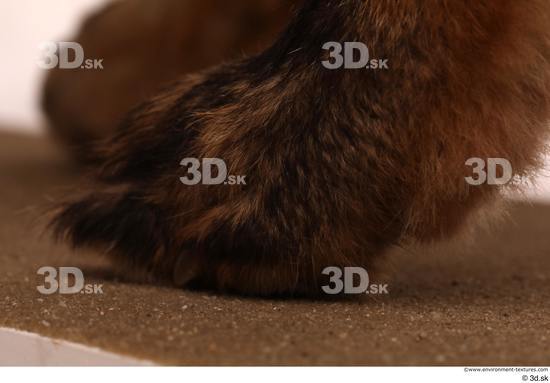 Foot Fox Animal photo references