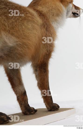 Leg Fox Animal photo references