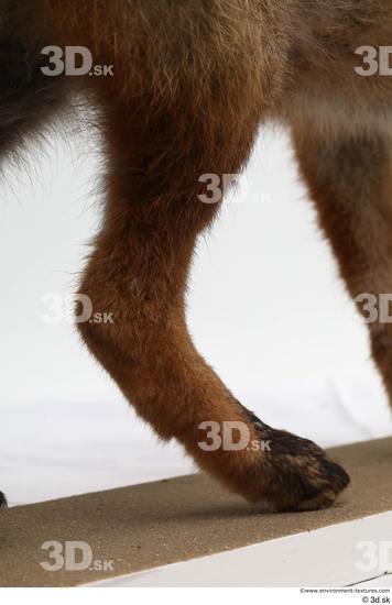 Leg Fox Animal photo references