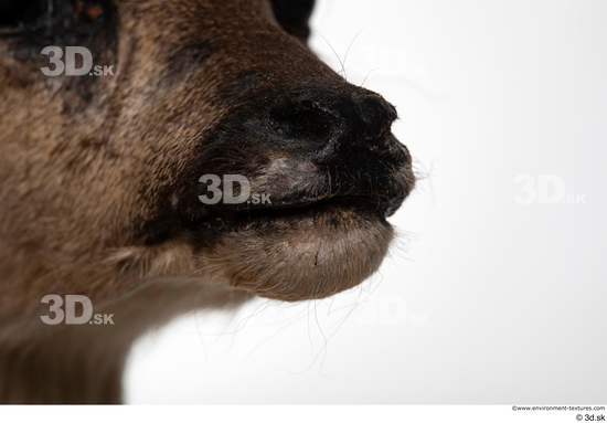 Mouth Nose Deer Animal photo references