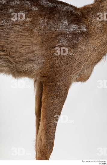 Chest Leg Deer Animal photo references