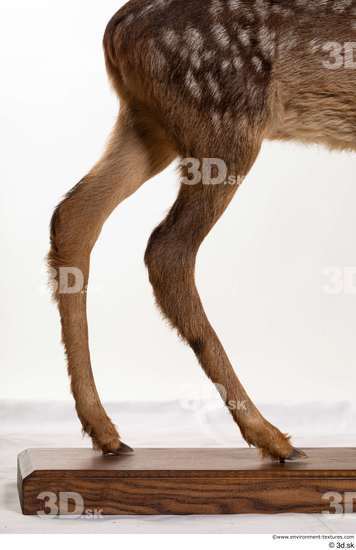 Leg Deer Animal photo references