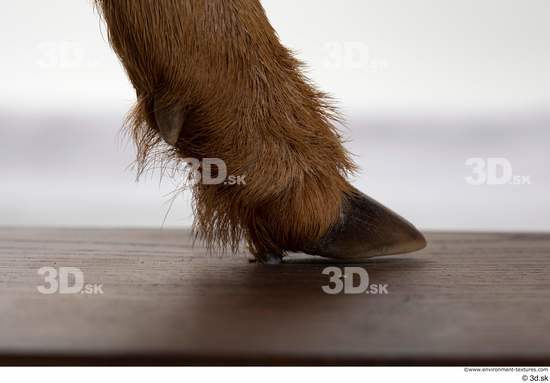 Foot Deer Animal photo references