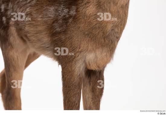 Chest Leg Deer Animal photo references