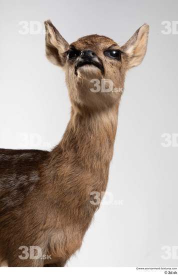 Head Deer Animal photo references