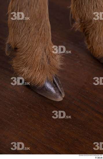 Foot Deer Animal photo references