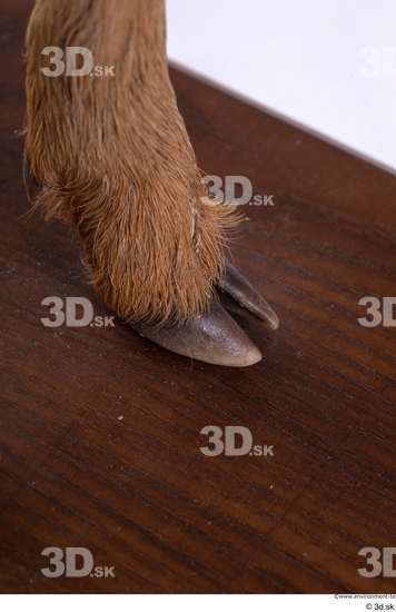 Foot Deer Animal photo references