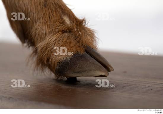 Foot Deer Animal photo references