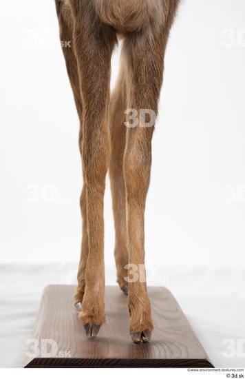 Leg Deer Animal photo references