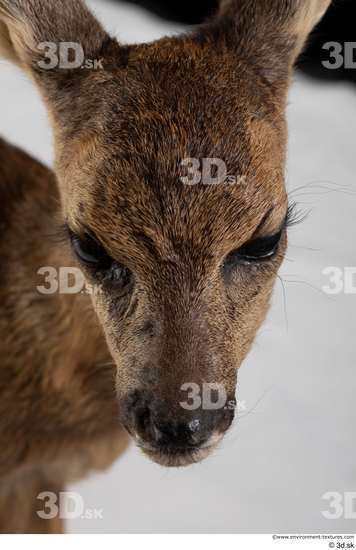 Mouth Nose Deer Animal photo references