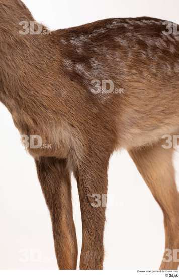 Leg Deer Animal photo references