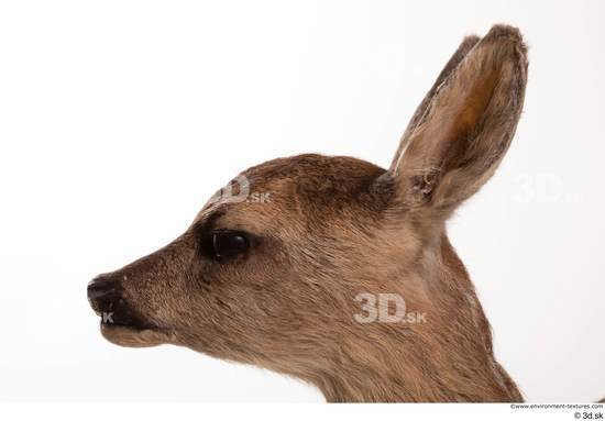 Head Deer Animal photo references