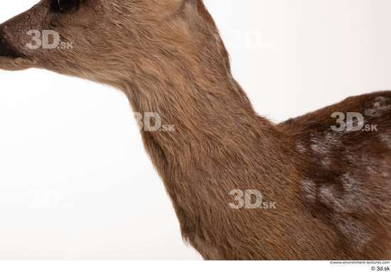 Neck Deer Animal photo references