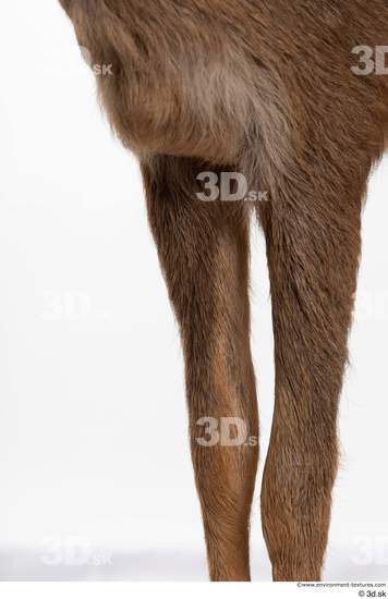 Leg Deer Animal photo references