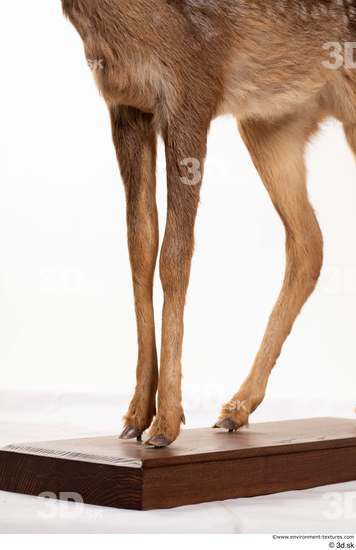 Leg Deer Animal photo references