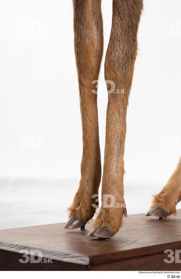 Leg Deer Animal photo references